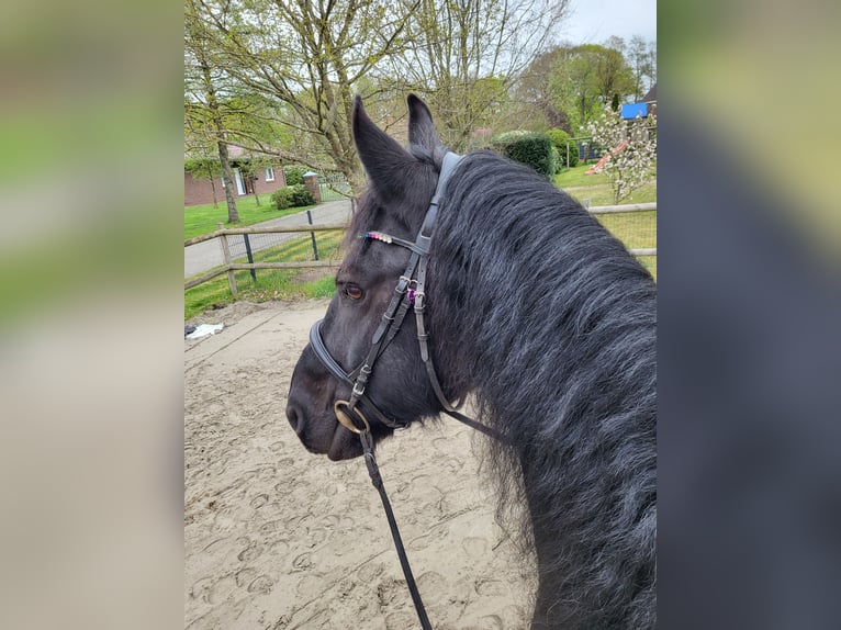 Friesian horses Gelding 15 years 15,3 hh Black in Barßel