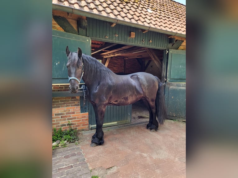 Friesian horses Gelding 15 years 15,3 hh Black in Barßel