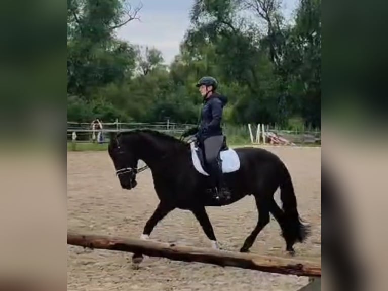 Friesian horses Gelding 15 years 16,1 hh Black in Weisenheim am Sand