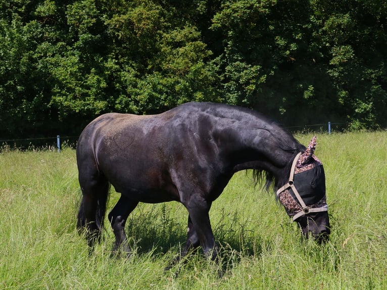 Friesian horses Gelding 15 years 16.1 hh Black in Maintal