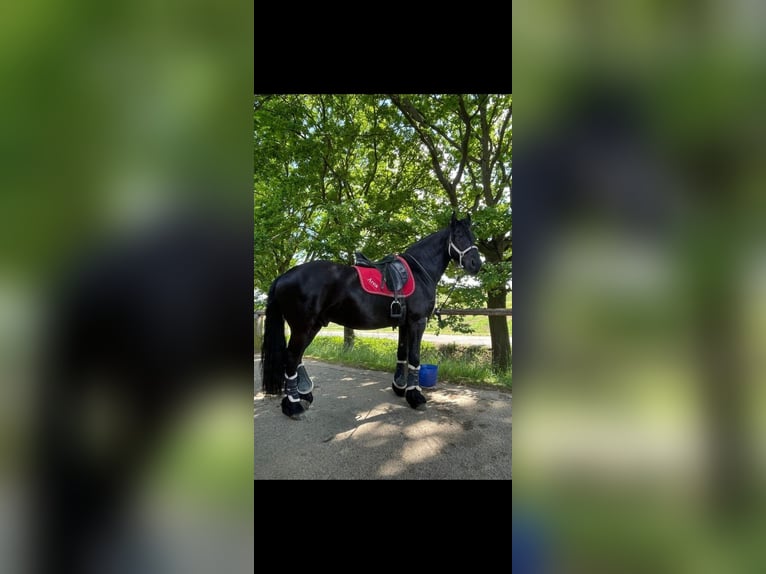 Friesian horses Gelding 15 years 16.1 hh Black in Maintal