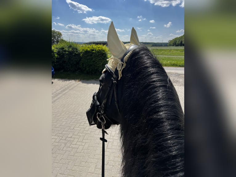 Friesian horses Gelding 15 years 16.1 hh Black in Maintal