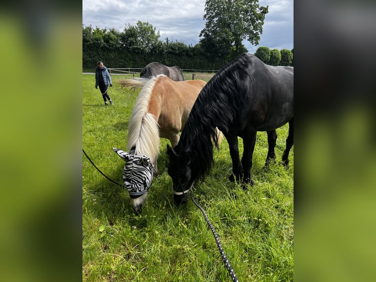 Friesian horses Gelding 15 years 16.1 hh Black in Maintal