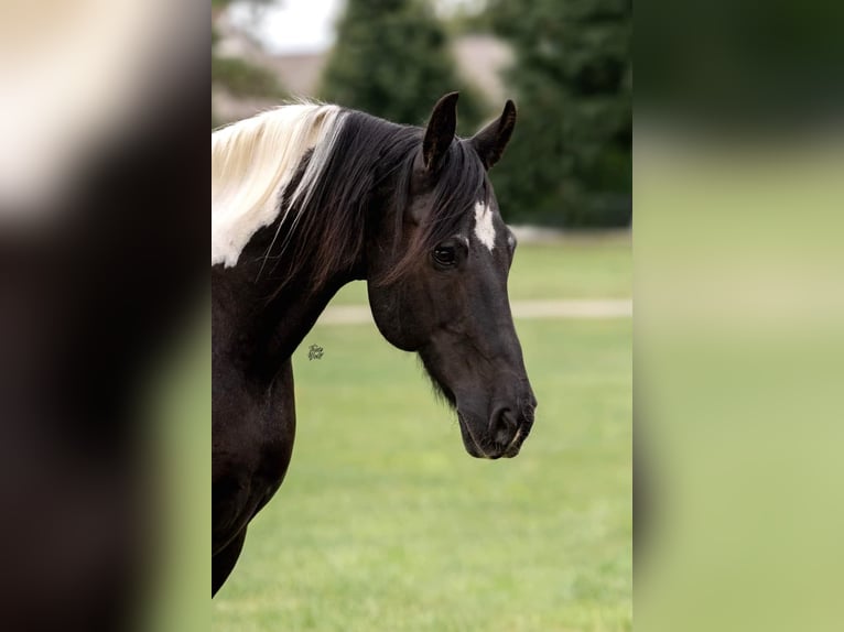 Friesian horses Gelding 15 years 16.2 hh Tobiano-all-colors in Lisbon IA