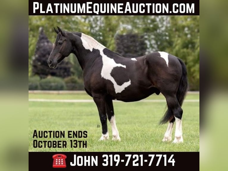 Friesian horses Gelding 15 years 16,2 hh Tobiano-all-colors in Lisbon IA