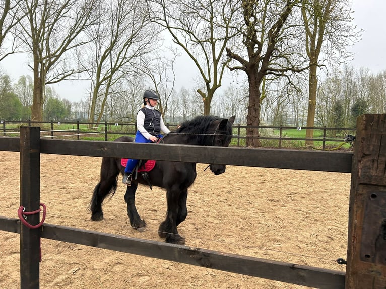 Friesian horses Gelding 15 years Black in Achtmaal