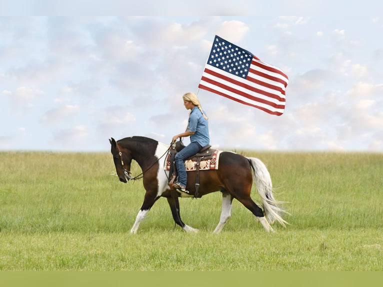 Friesian horses Gelding 15 years Tobiano-all-colors in Oelwein IA