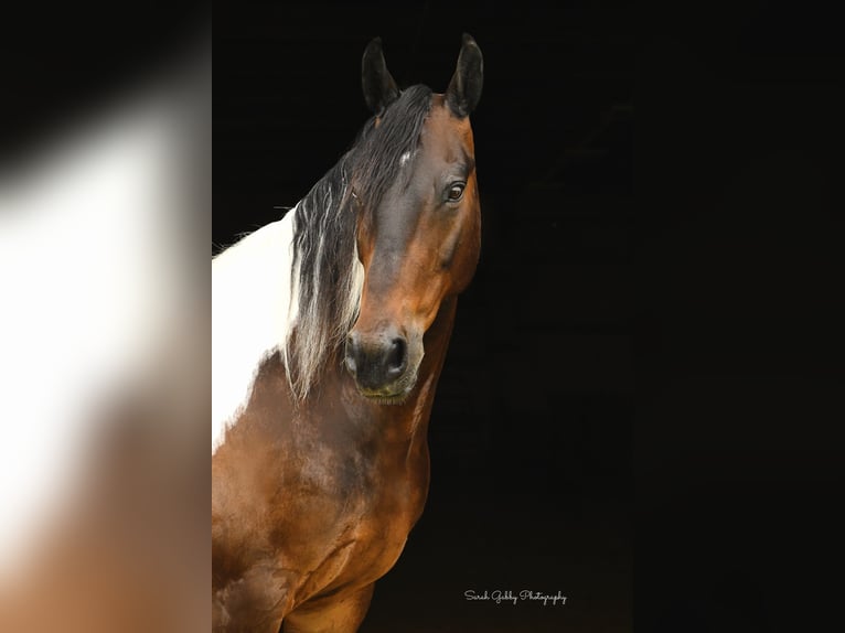 Friesian horses Gelding 15 years Tobiano-all-colors in Oelwein IA