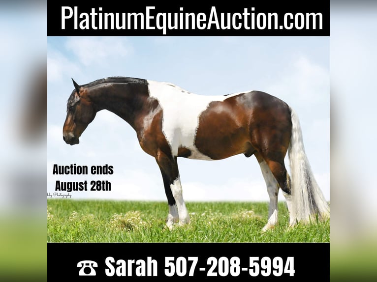 Friesian horses Gelding 15 years Tobiano-all-colors in Oelwein IA