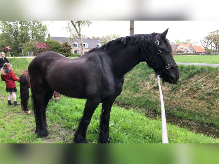 Friesian horses Gelding 16 years 15,2 hh Black in Achtmaal