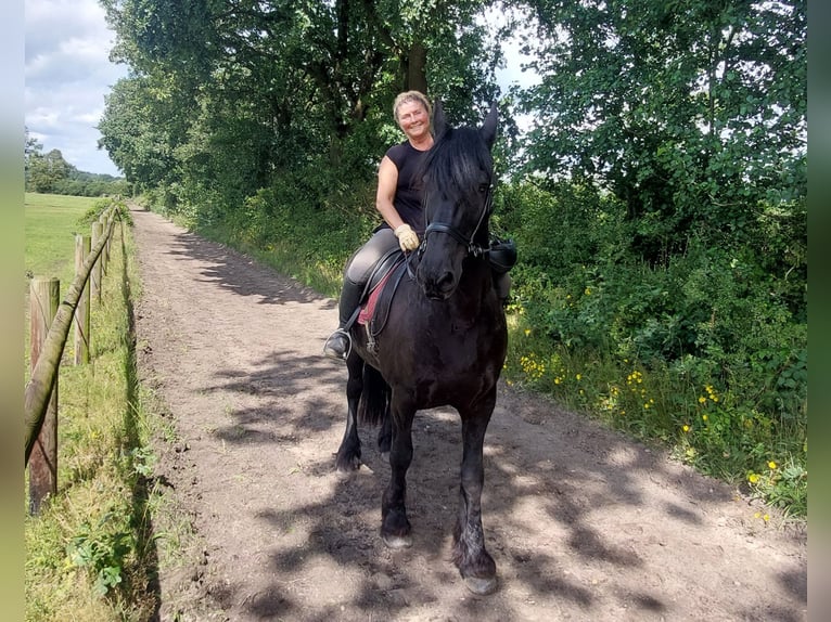 Friesian horses Gelding 16 years 16,1 hh Black in Hamburg Sülldorf