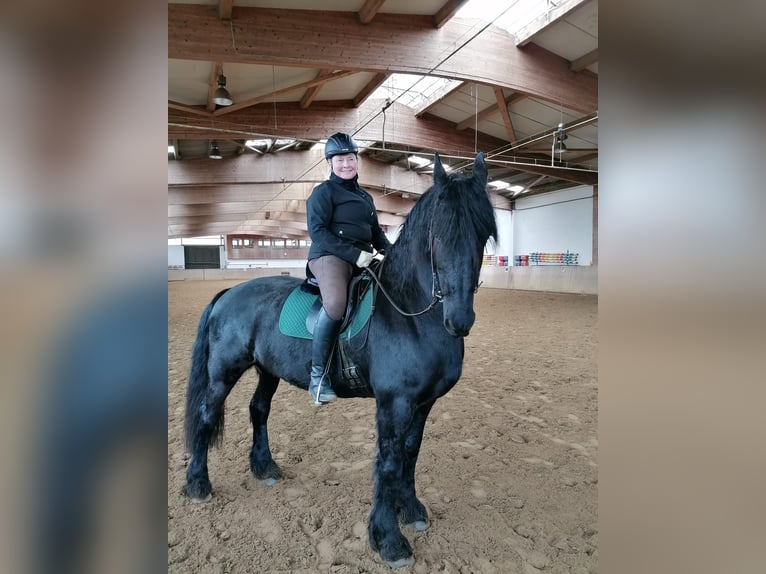 Friesian horses Gelding 16 years 16,1 hh Black in Hamburg Sülldorf