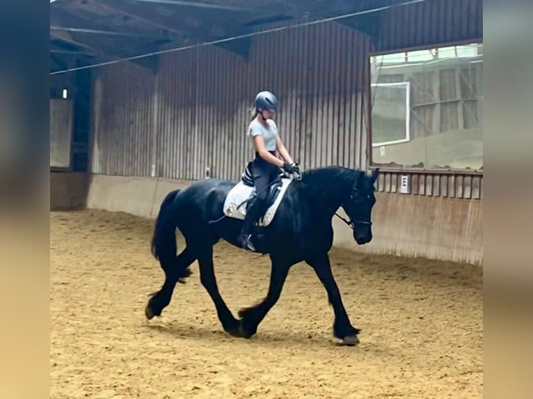 Friesian horses Gelding 16 years 16,1 hh in Tengen