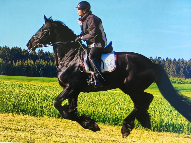 Friesian horses Gelding 16 years 16,1 hh in Tengen