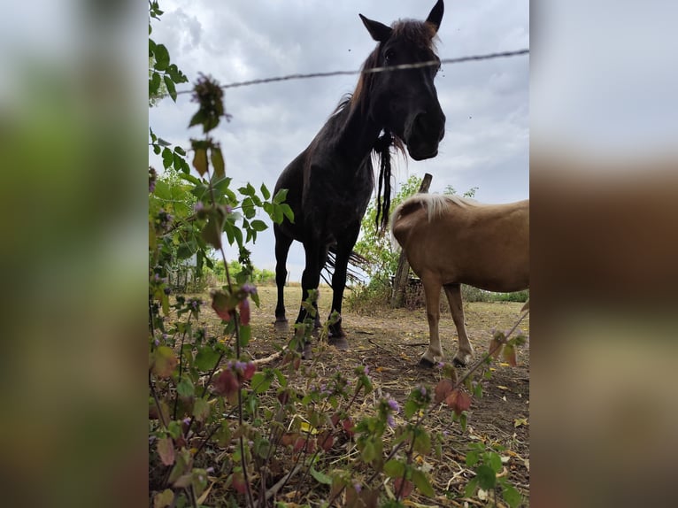 Friesian horses Gelding 16 years 16.1 hh Grey-Dark-Tan in Uckerland