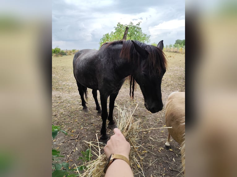 Friesian horses Gelding 16 years 16.1 hh Grey-Dark-Tan in Uckerland