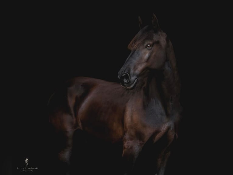 Friesian horses Gelding 16 years 16,3 hh Black in Bedford Pa