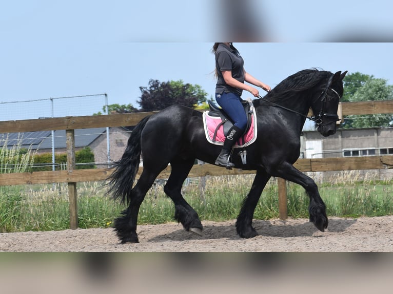 Friesian horses Gelding 16 years 16 hh Black in Achtmaal
