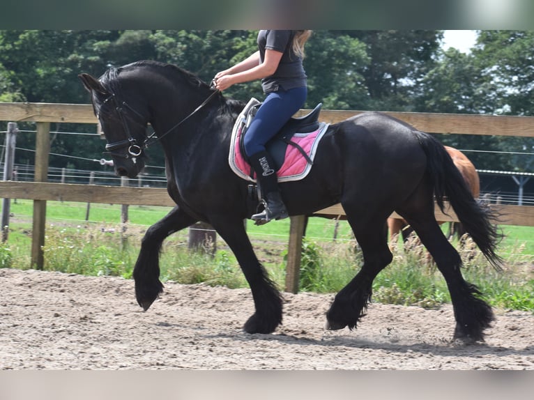 Friesian horses Gelding 16 years 16 hh Black in Achtmaal