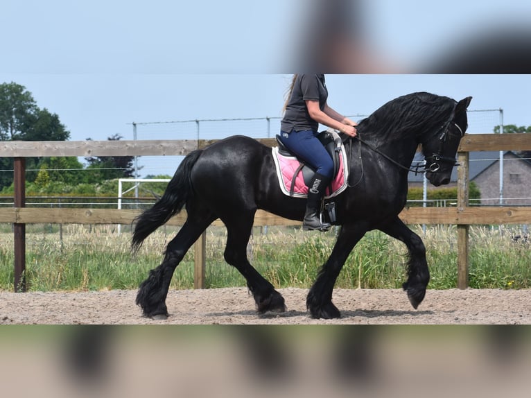 Friesian horses Gelding 16 years 16 hh Black in Achtmaal