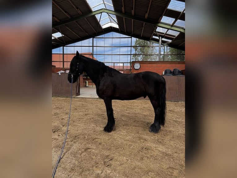 Friesian horses Gelding 16 years 16,1 hh Black in Osterholz-Scharmbeck