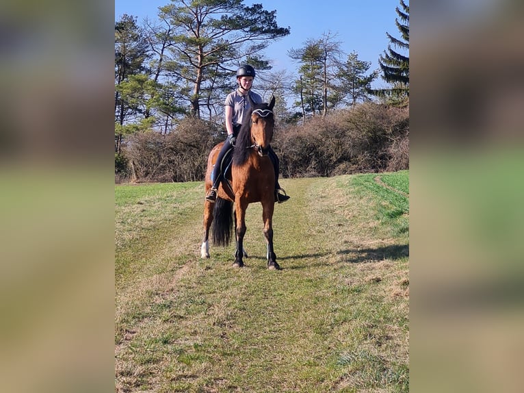 Friesian horses Mix Gelding 17 years 15,1 hh Brown in Wolfhagen