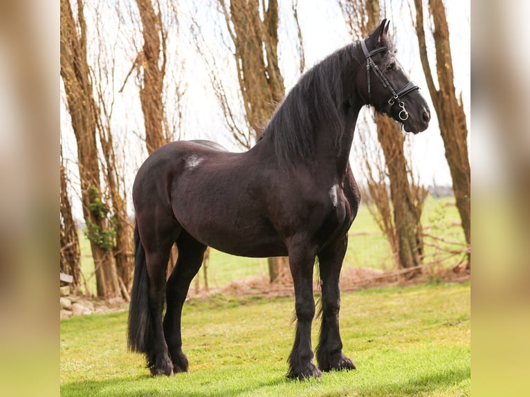 Friesian horses Gelding 17 years 15,2 hh Black in Zevenhoven