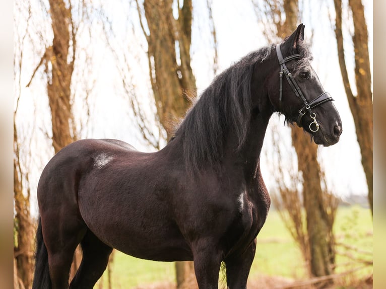 Friesian horses Gelding 17 years 15,2 hh Black in Zevenhoven