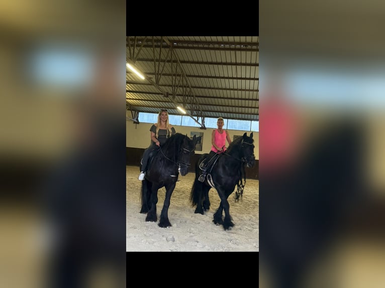 Friesian horses Gelding 17 years 15,2 hh Black in Medulin Friesian horses Gelding 17 years 15,2 hh Black in Medulin