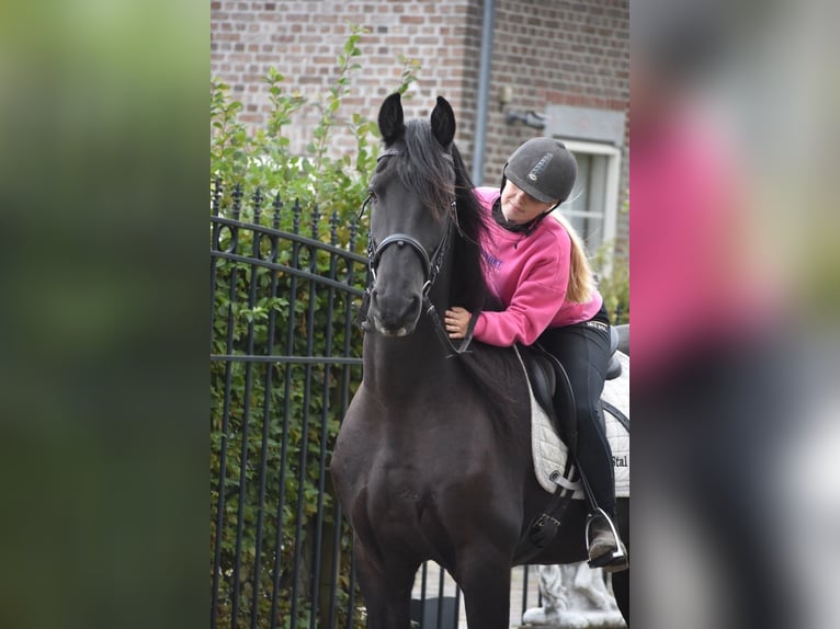 Friesian horses Gelding 17 years 16,1 hh Black in Achtmaal