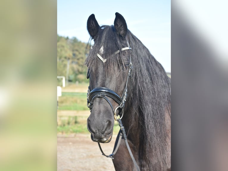 Friesian horses Gelding 17 years 16,1 hh Black in Achtmaal