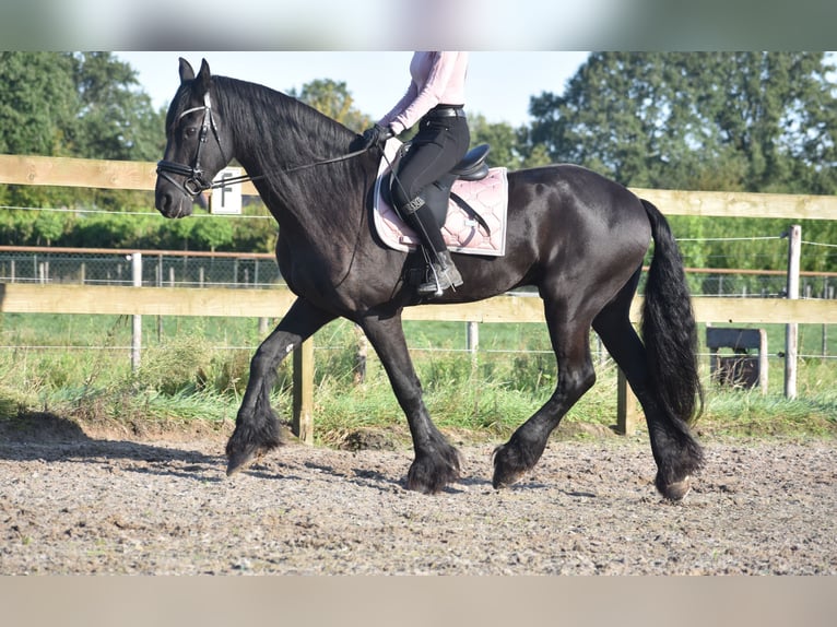 Friesian horses Gelding 17 years 16,1 hh Black in Achtmaal