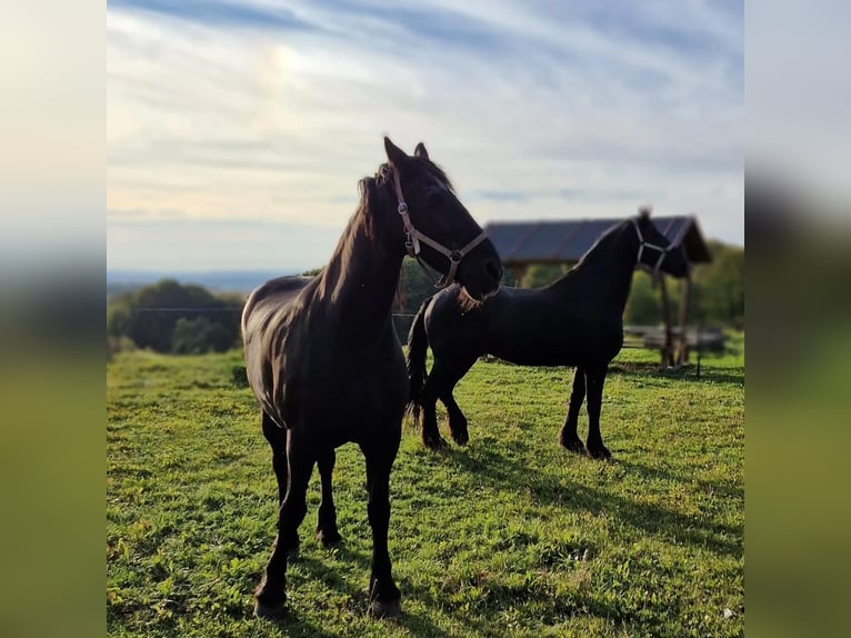 Friesian horses Gelding 17 years 16,2 hh Black in Holungen