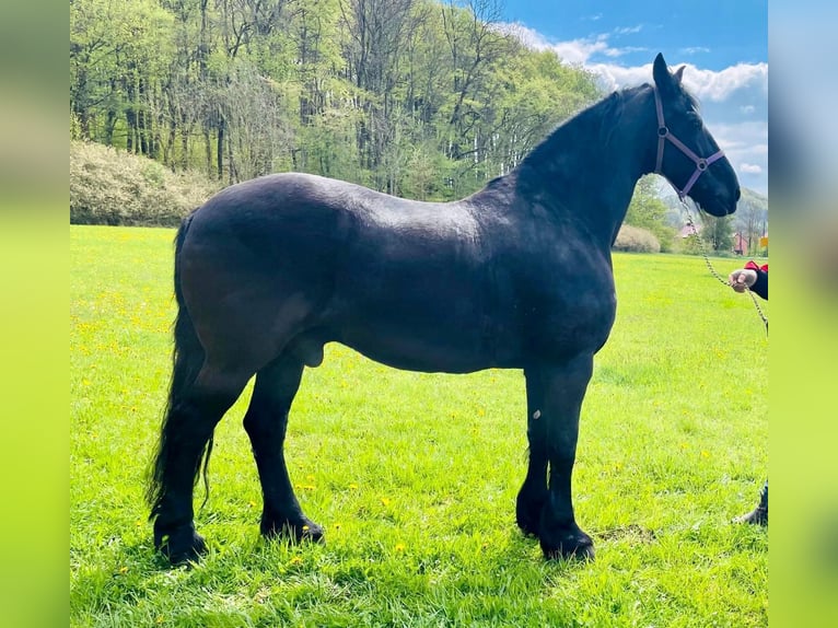 Friesian horses Gelding 17 years 16,2 hh Black in Holungen