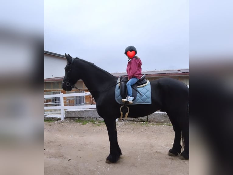 Friesian horses Gelding 17 years 16,2 hh Black in Schopfheim