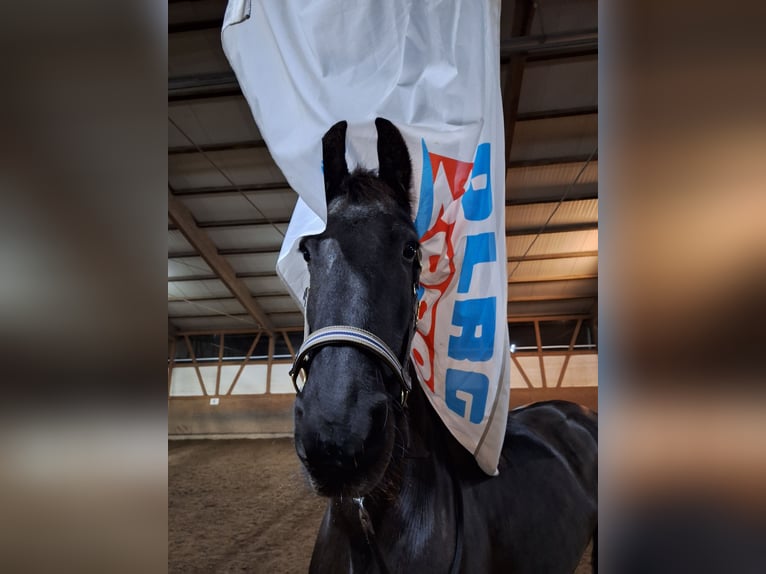 Friesian horses Gelding 17 years 16,2 hh Black in Schopfheim