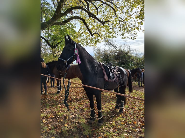 Friesian horses Gelding 17 years 16,2 hh Black in Schopfheim