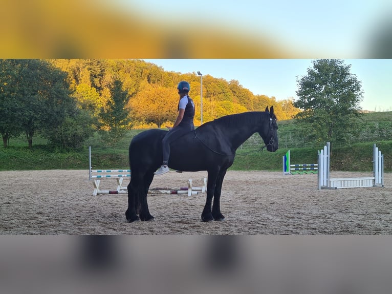 Friesian horses Gelding 17 years 16,2 hh Black in Schopfheim