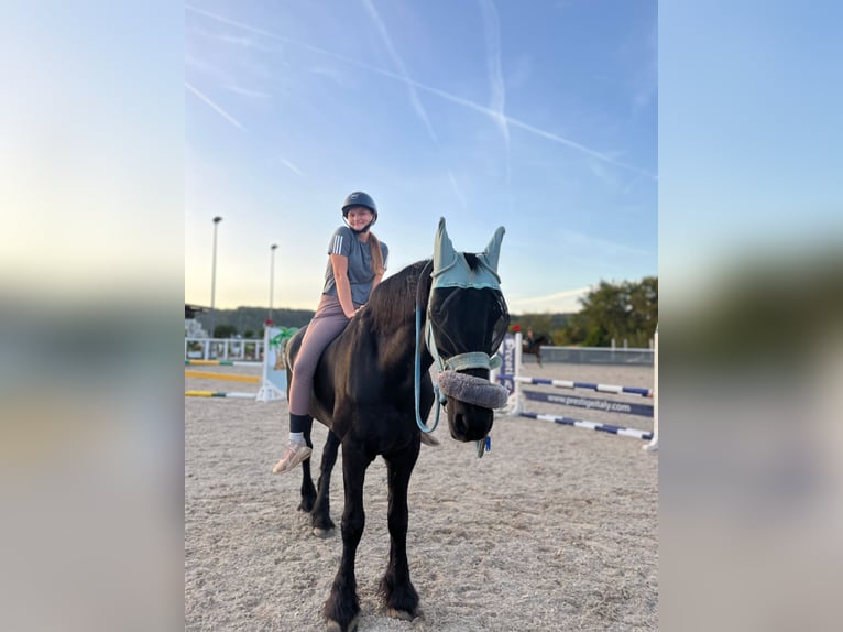 Friesian horses Gelding 17 years 16,2 hh Black in Schopfheim