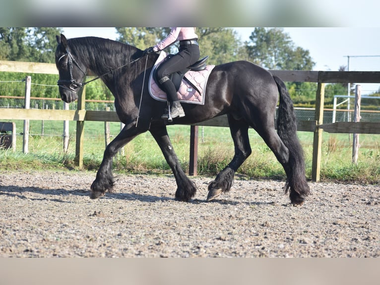 Friesian horses Gelding 17 years 16,2 hh Black in Achtmaal