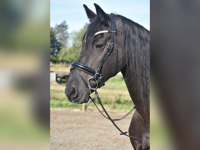 Friesian horses Gelding 17 years 16,2 hh Black in Achtmaal