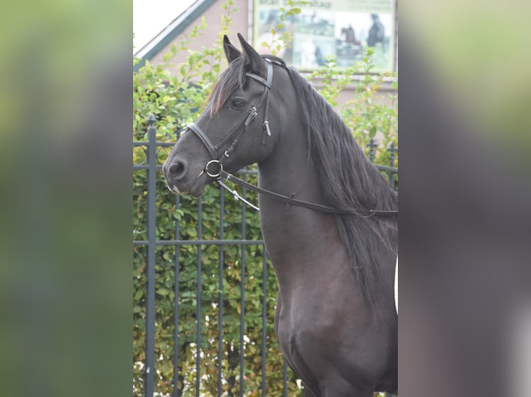 Friesian horses Gelding 17 years 16,2 hh Black in Achtmaal