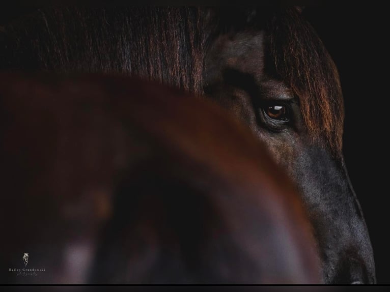 Friesian horses Gelding 17 years 16,3 hh Black in Bedford Pa