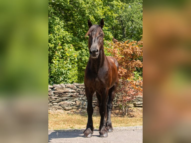 Friesian horses Gelding 17 years 16,3 hh Black in Bedford Pa