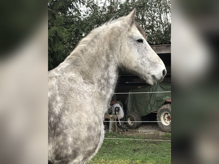 Friesian horses Mix Gelding 17 years 16 hh Grey-Dapple in BrühlBrühl