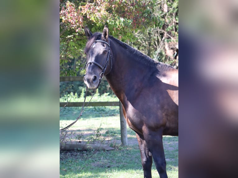 Friesian horses Mix Gelding 18 years 14.2 hh Black in Heidelberg