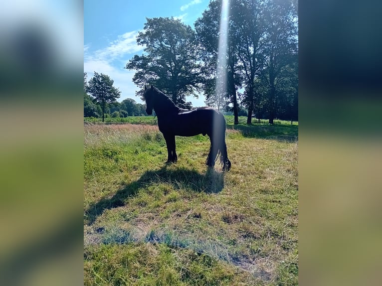 Friesian horses Gelding 18 years 15,2 hh Black in Uelsen