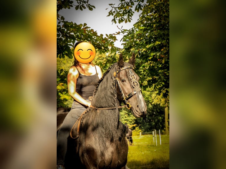 Friesian horses Gelding 18 years 15,2 hh Black in Uelsen