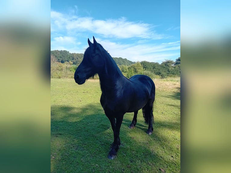 Friesian horses Gelding 18 years 15,2 hh Black in Uelsen