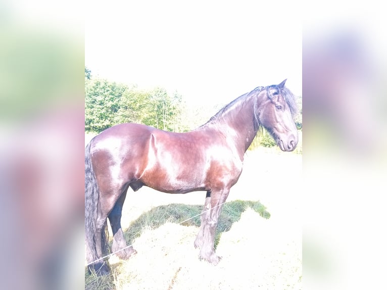 Friesian horses Gelding 18 years 15,2 hh Black in Uelsen